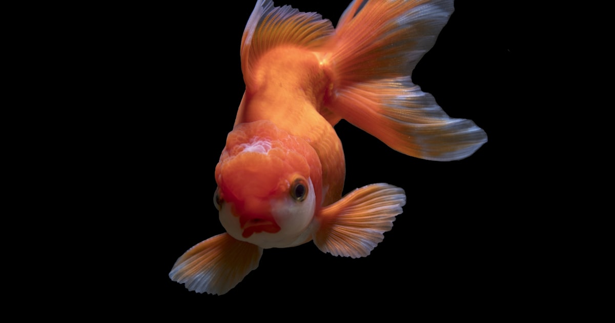 Apostas em Basquete e NBA: Dicas e Estratégias para 2026